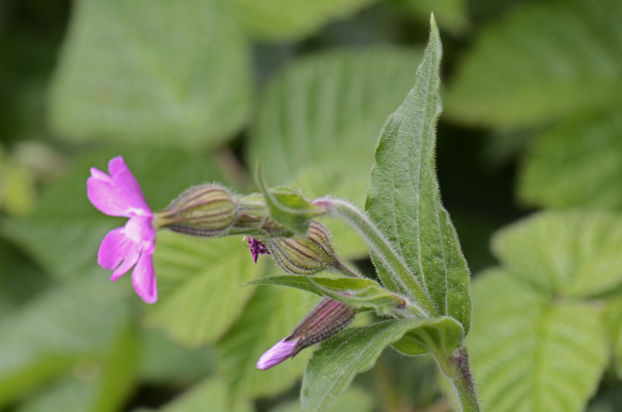 Silene dioica